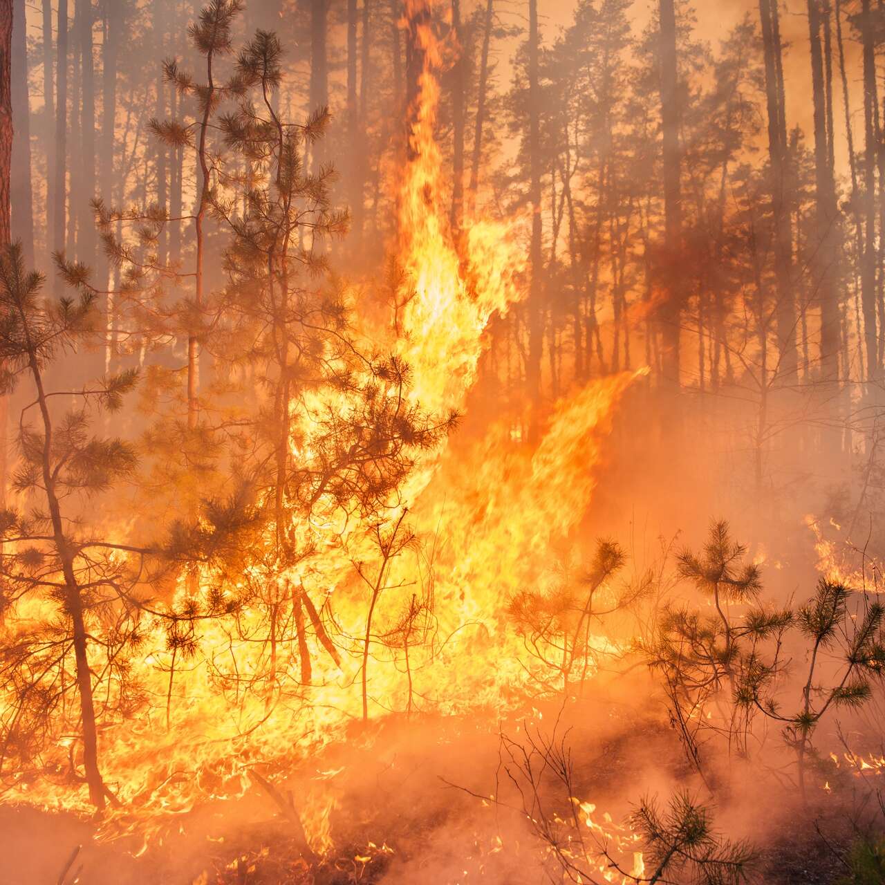 Incendies: qu'est ce que la technique du contre-feu tactique, utilisée par  les pompiers ?