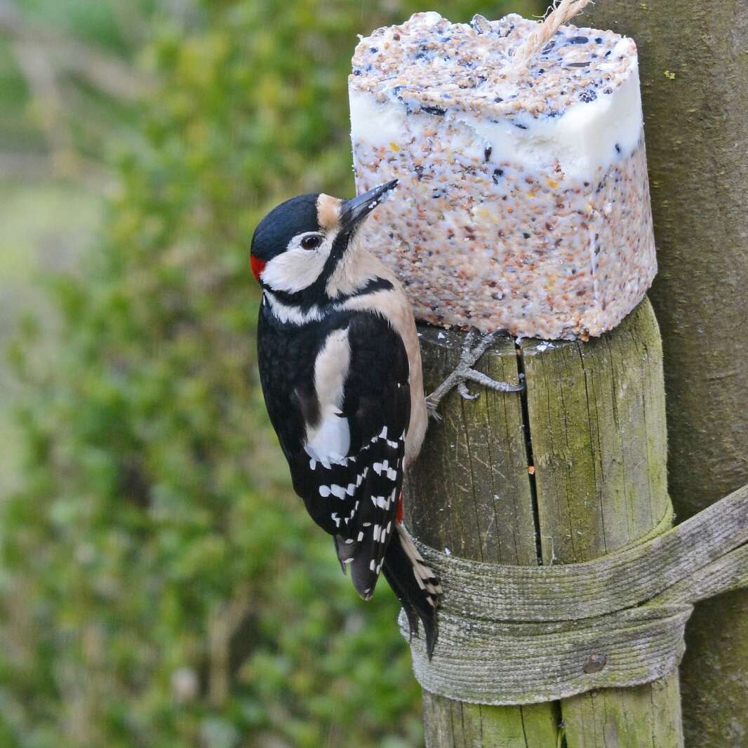 Quand et comment nourrir les oiseaux du jardin en hiver ? - PRÊT A