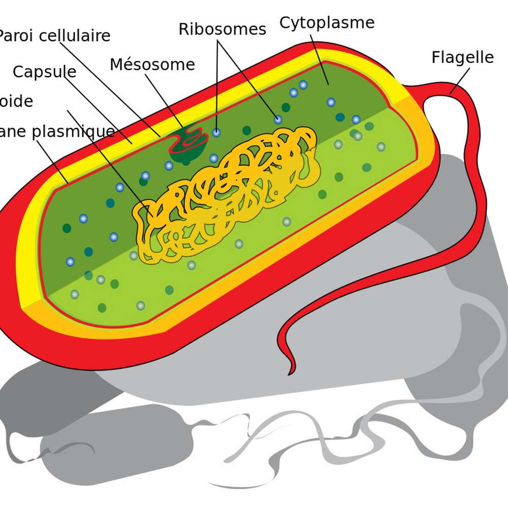 Exemples De Cellules Eucaryotes SVT TB Chapitre 1 Les Cellules