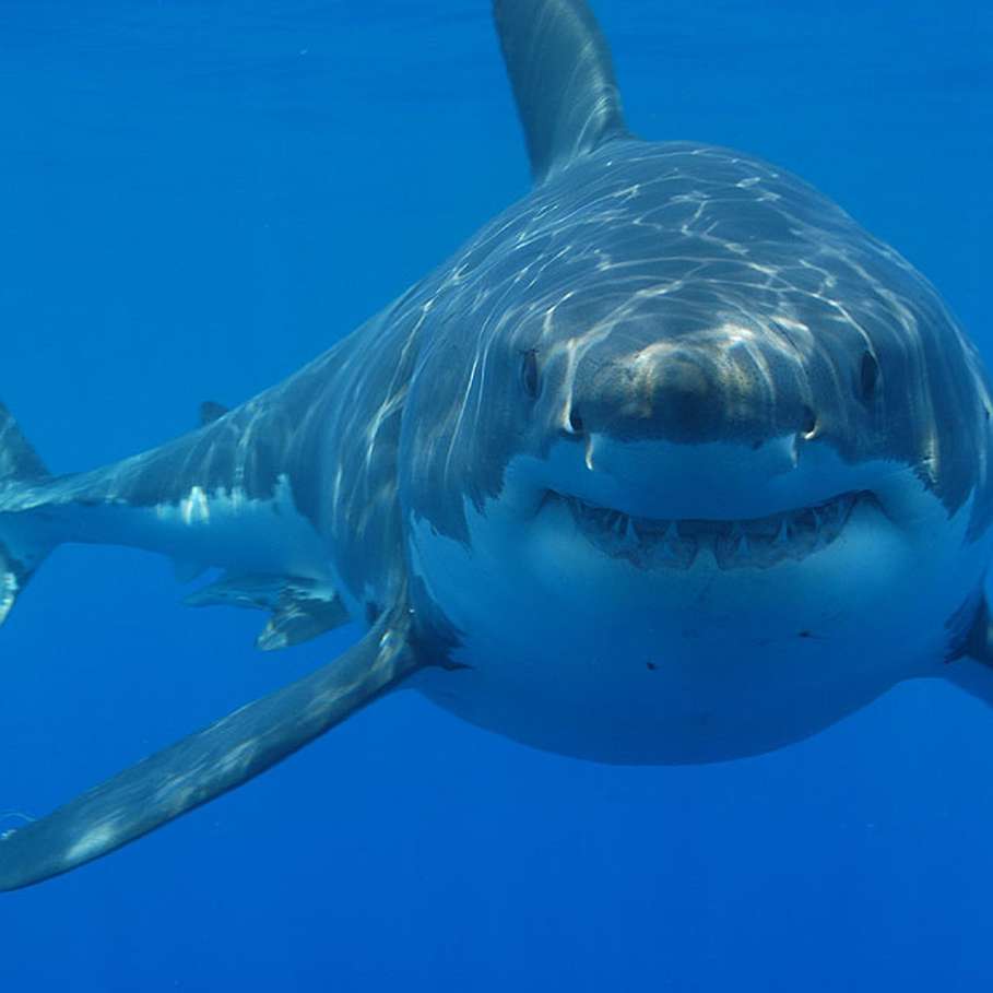 Surprise : le grand requin blanc peut vivre 70 ans