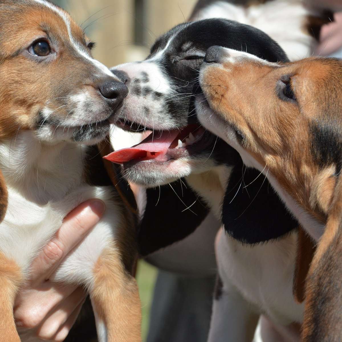 Les premiers chiots-éprouvette nés par fécondation in vitro !