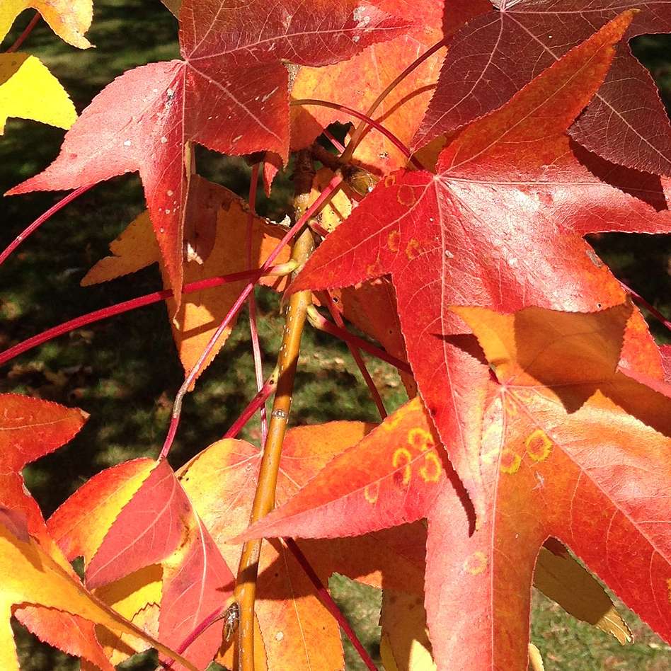 fruit du liquidambar styraciflua