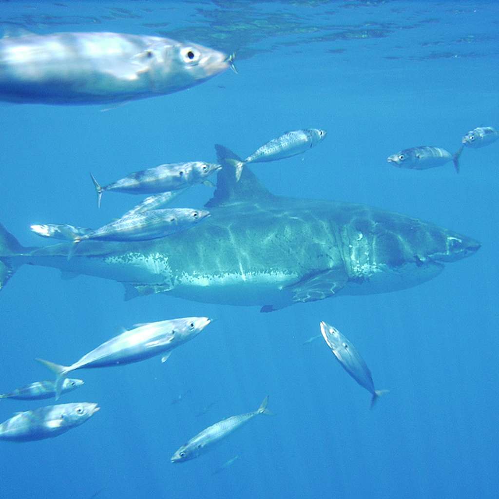 Requin blanc : des femelles enceintes dévoilent leur vie intime