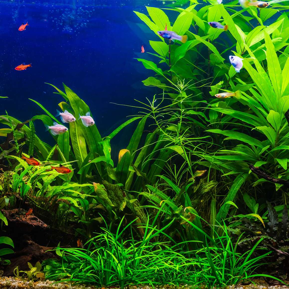 Comment choisir le sol pour un aquarium ? 