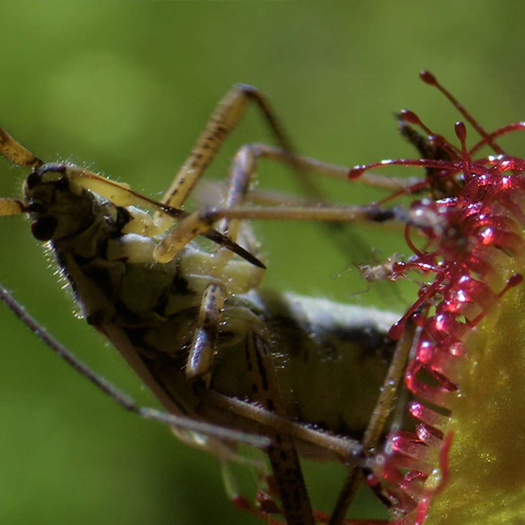 Jeu scientifique : Des insectes et des plantes
