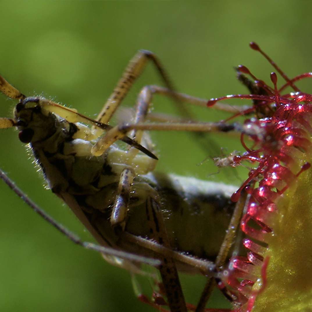 Petits secrets de plantes carnivores