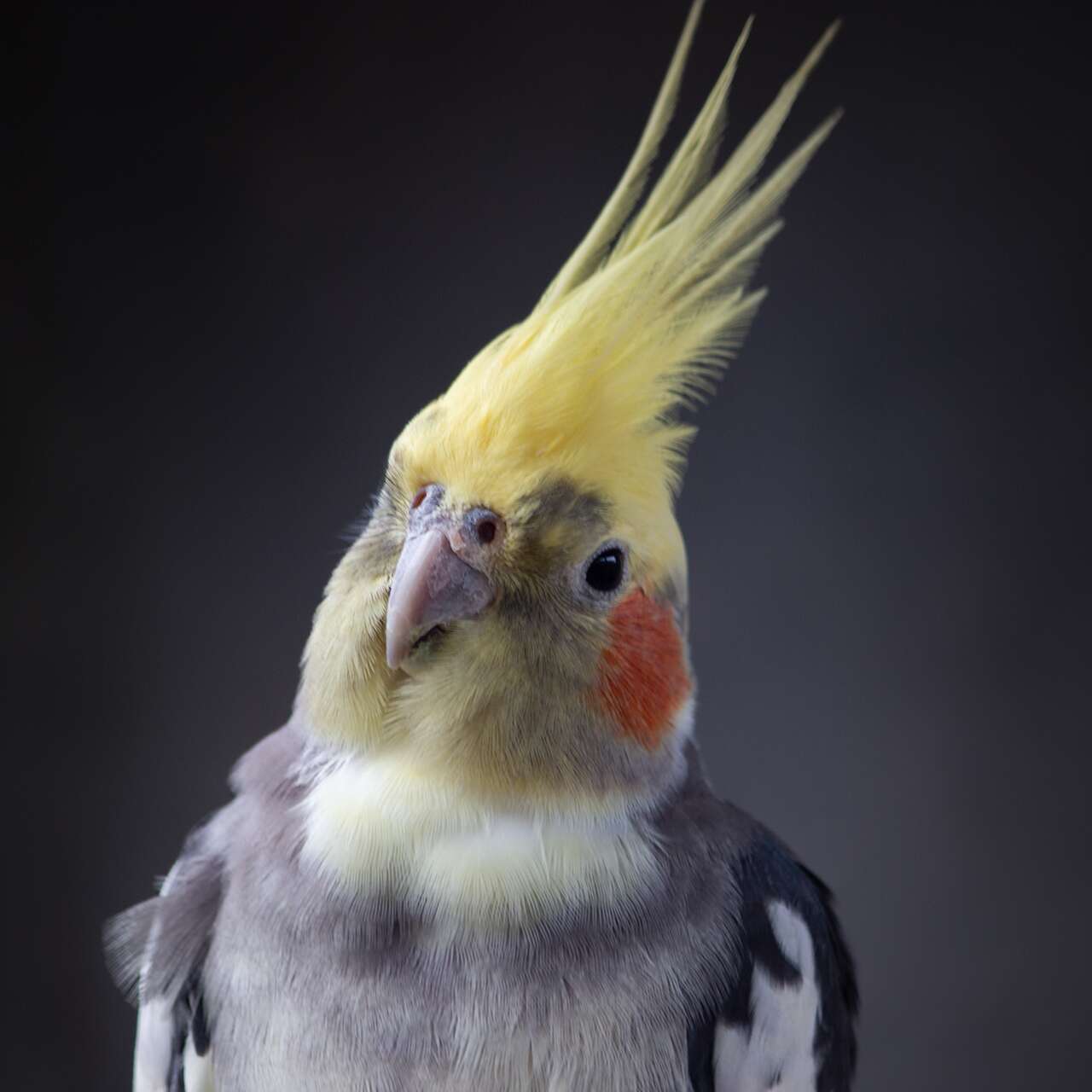 Couleurs Rares De Perruches Calopsittes