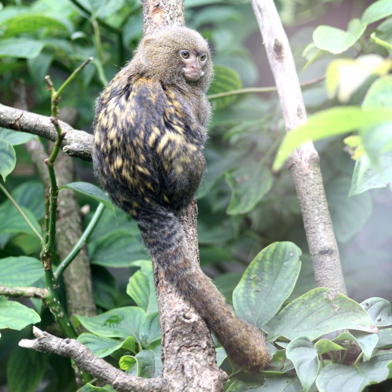 Le ouistiti pygmée, un singe miniature - Photos Futura