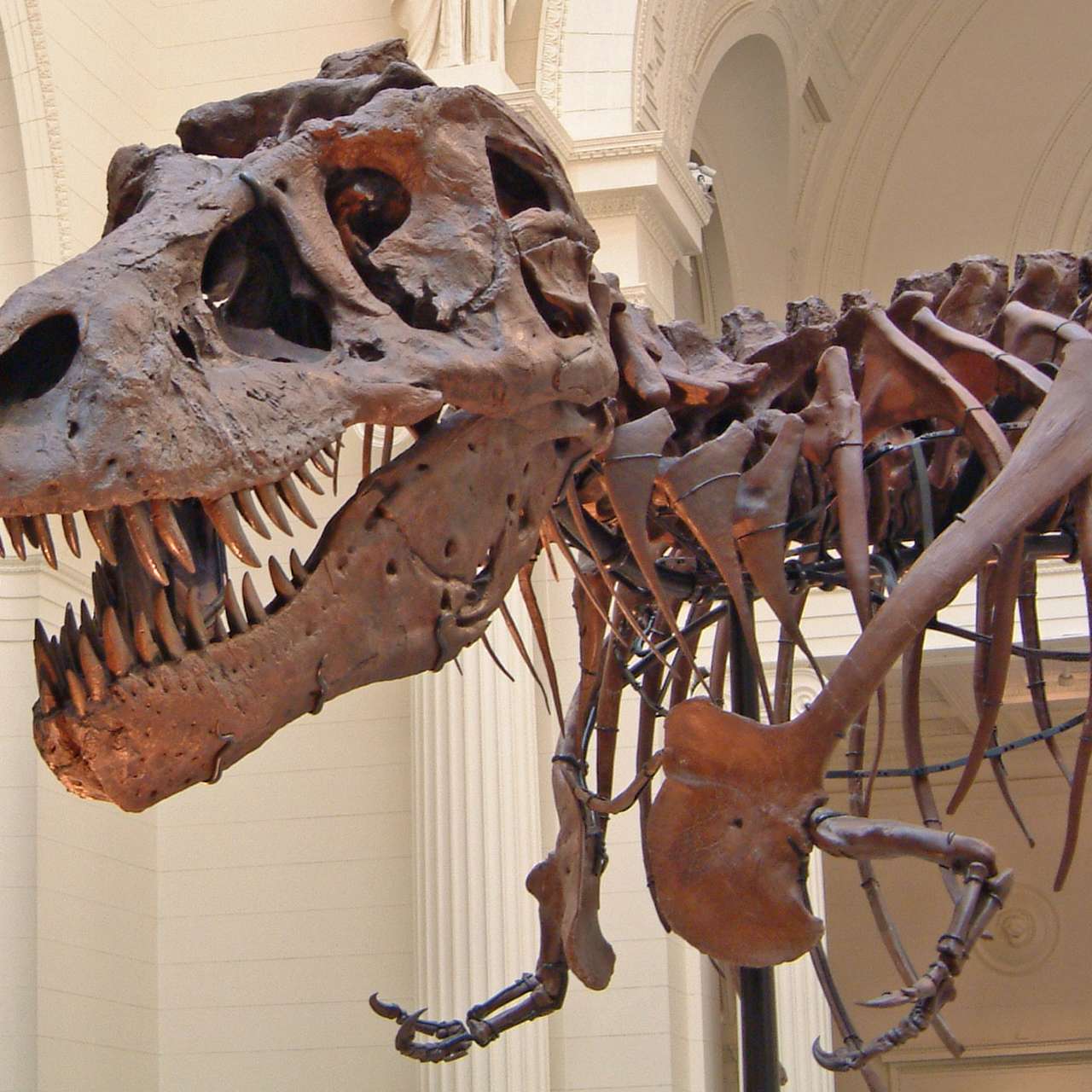 Daspletosaurus : tout savoir sur le cousin effrayant du T. rex