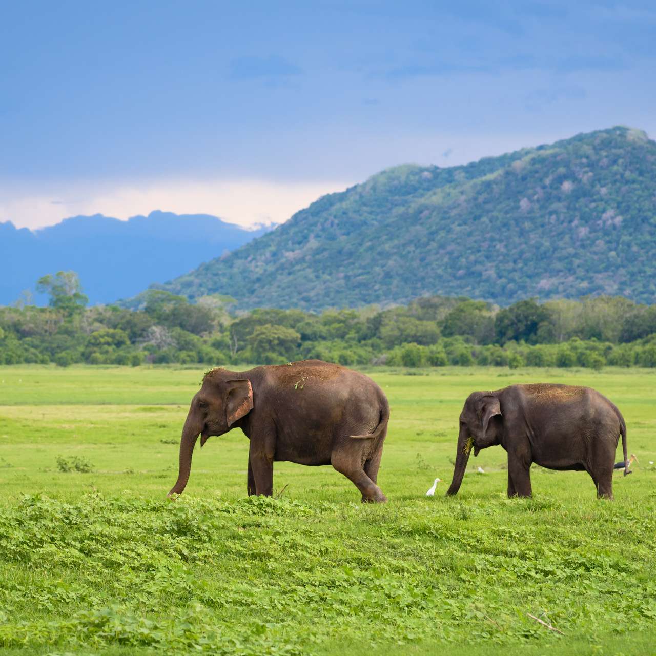 Thaïlande : Un bébé éléphant reçoit une prothèse sur mesure après