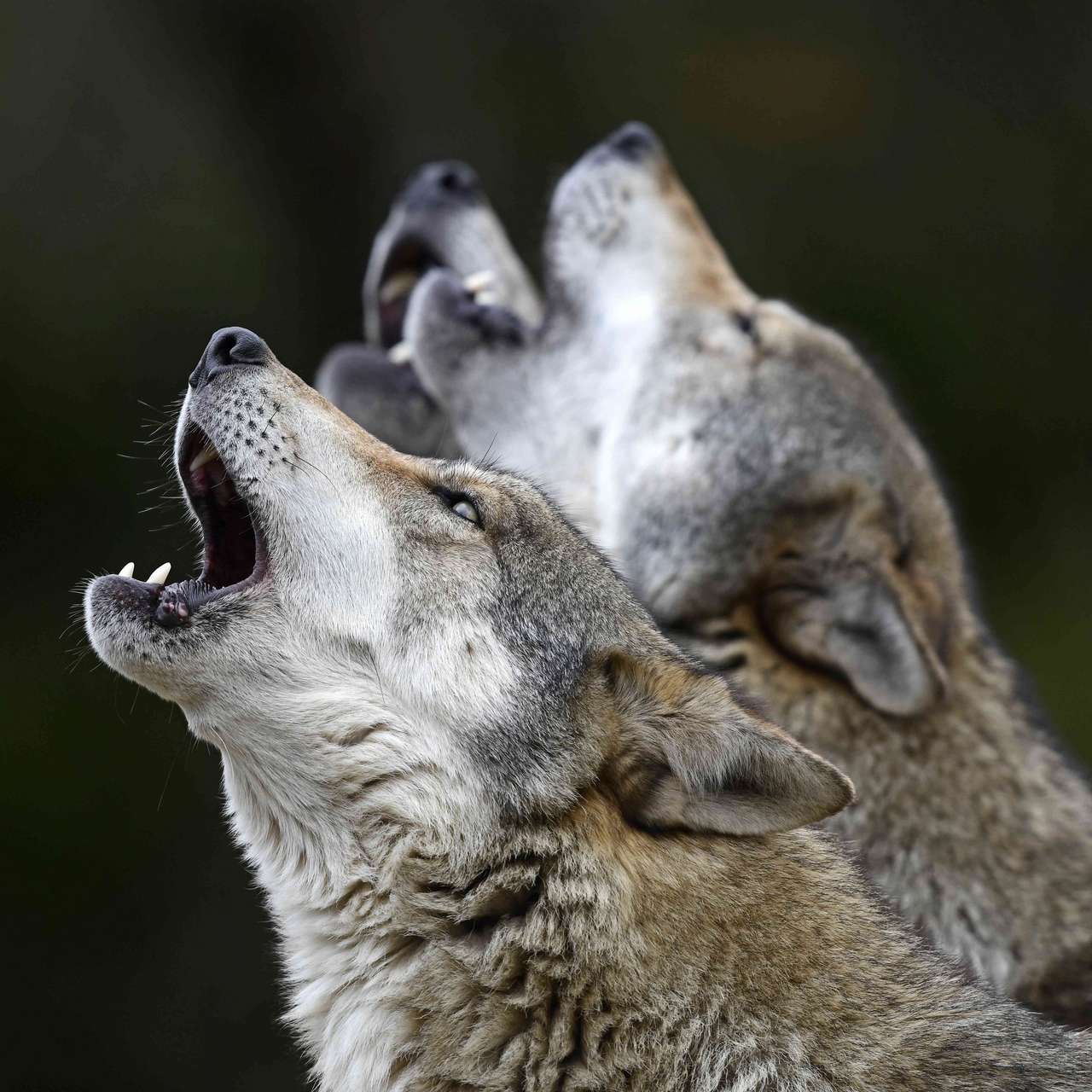 Le loup Canis dirus a vécu au Canada à l'ère glaciaire