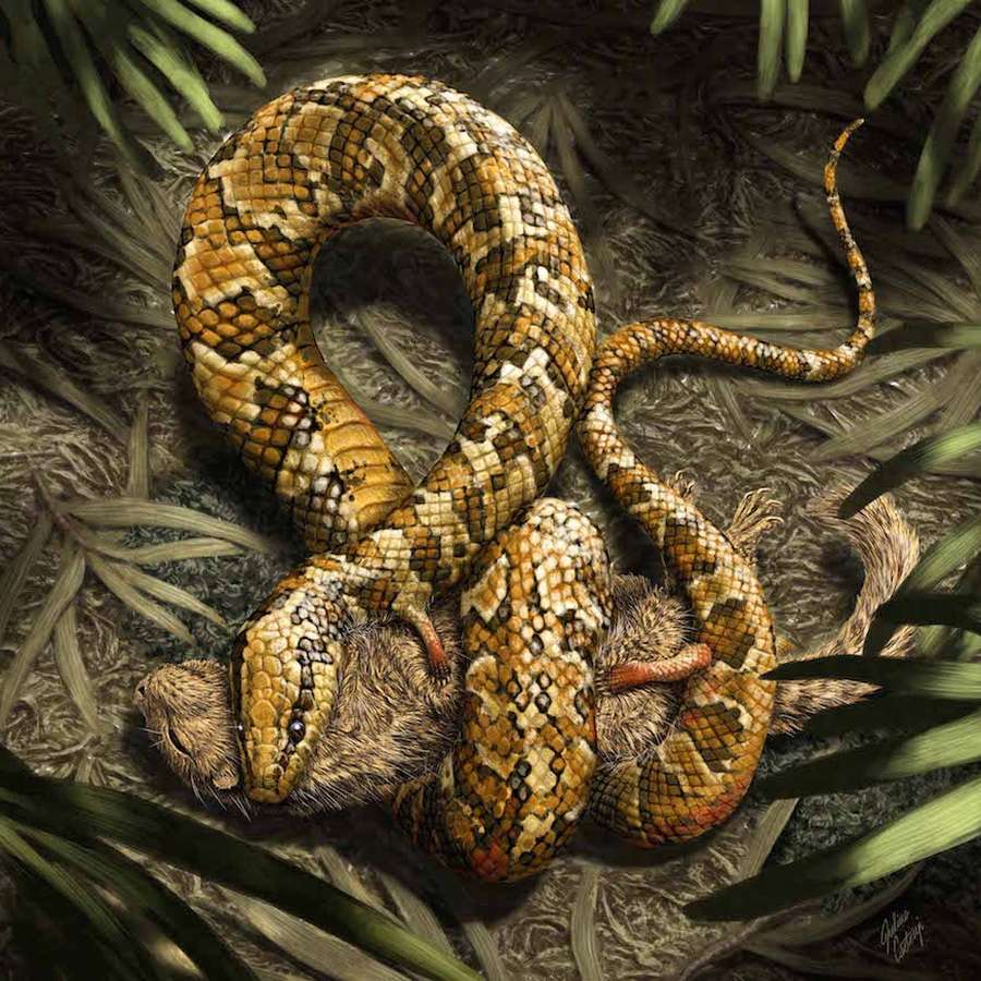 Tetrapodophis le serpent qui avait quatre pattes