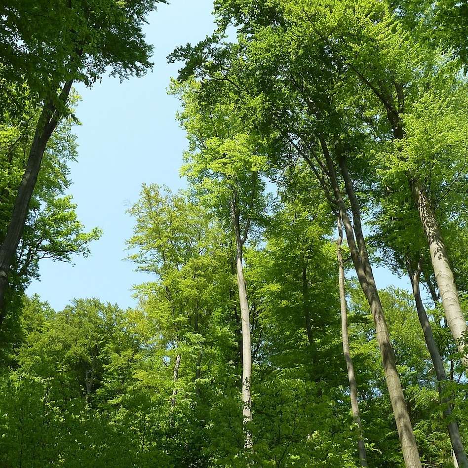 Classer des animaux de la forêt tempérée