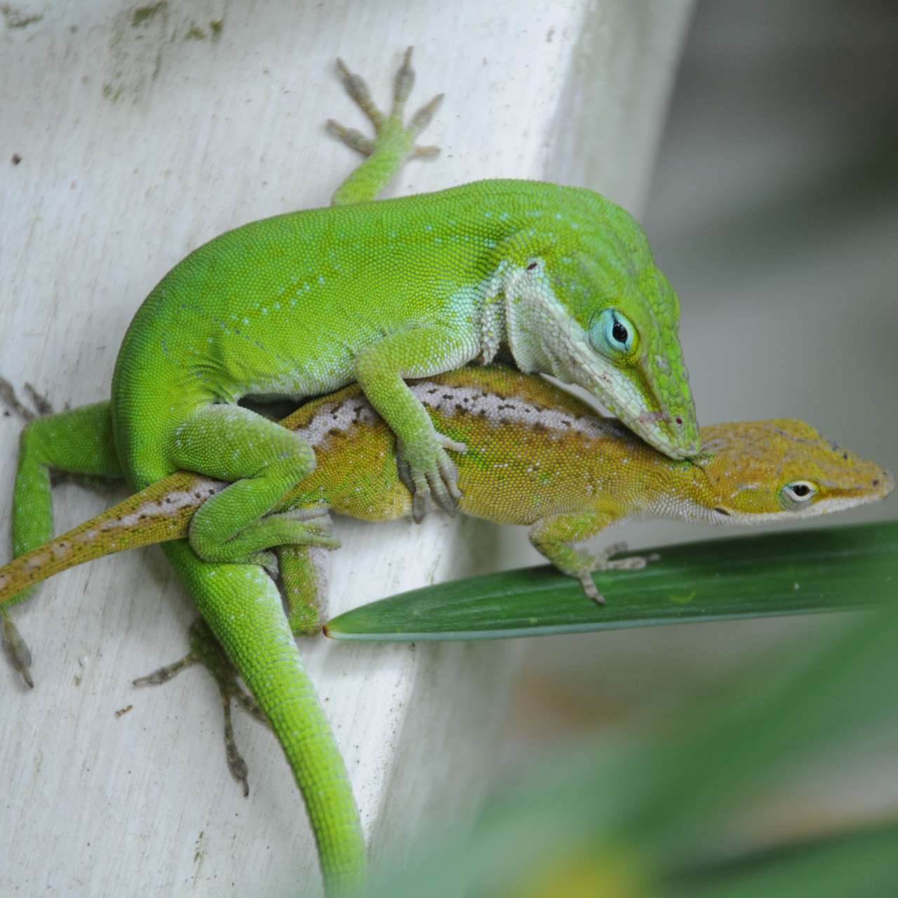 Un double pénis de lézard super évolutif