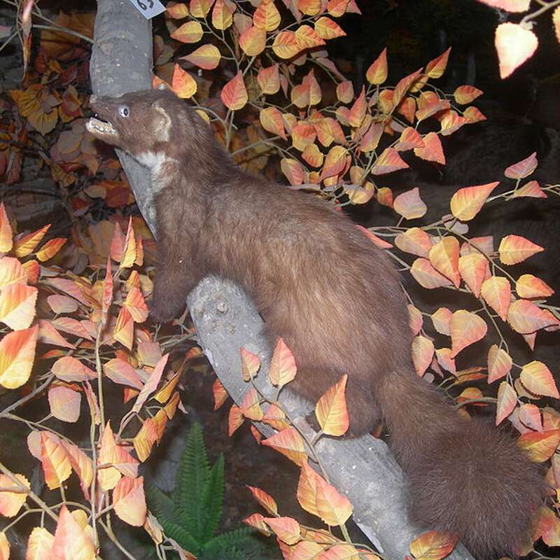 bébé martre des pins