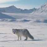 Renard clearance polaire synonyme