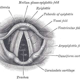 Définition | Comprendre les cordes vocales : anatomie ...