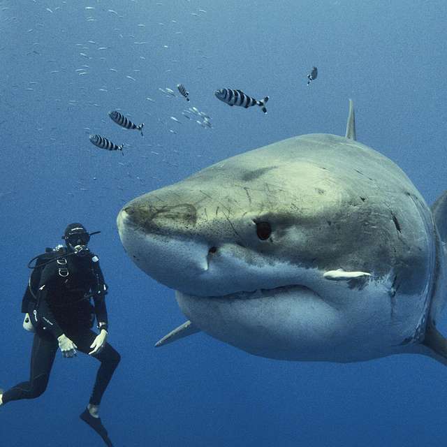 Les comportements à éviter si l'on se retrouve face à un requin