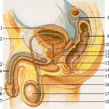 Scrotum : anatomie, définition et rôles