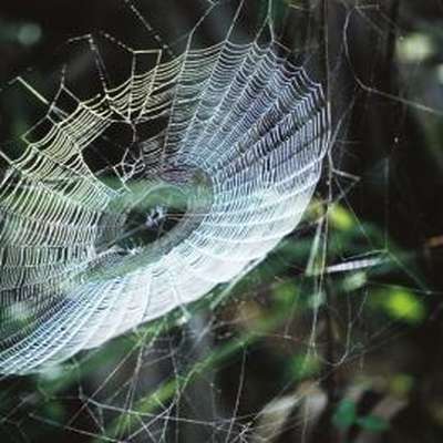 Cette toile d'araignée est assez robuste pour supporter le poids d'un  oiseau