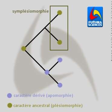 D finition Sympl siomorphie Caract re sympl siomorphique