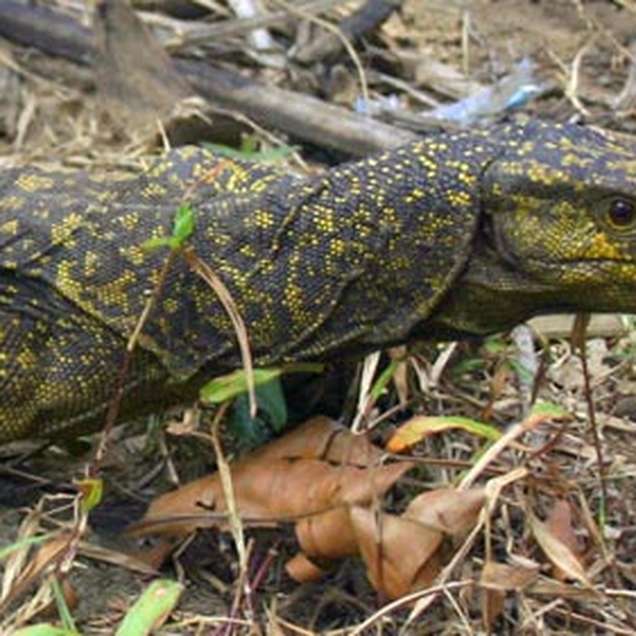 Deux m tres et deux p nis pour un nouveau l zard