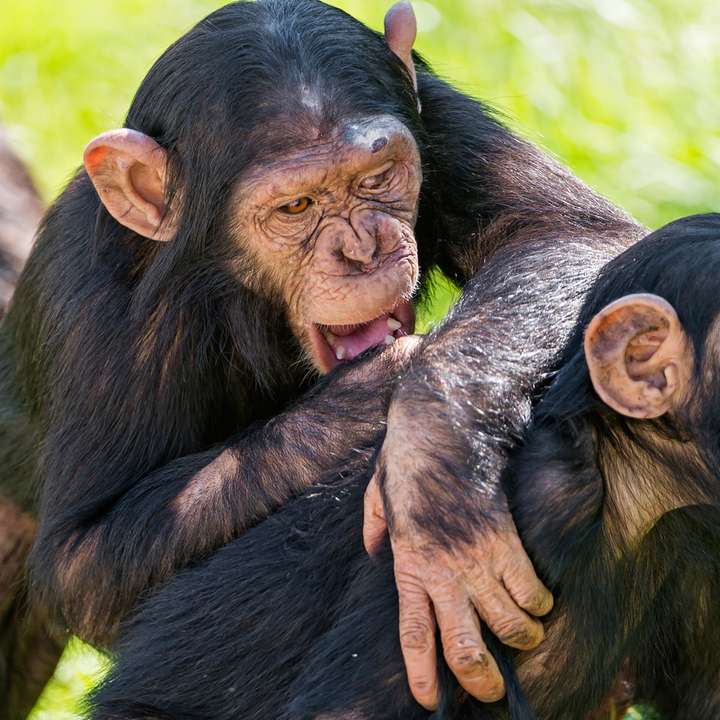 Les grands singes connaissent la théorie de l'esprit
