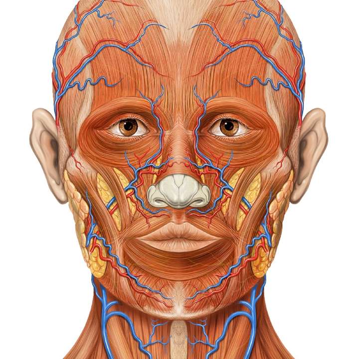 Anatomie de la tête : nerfs de la face - Photos Futura