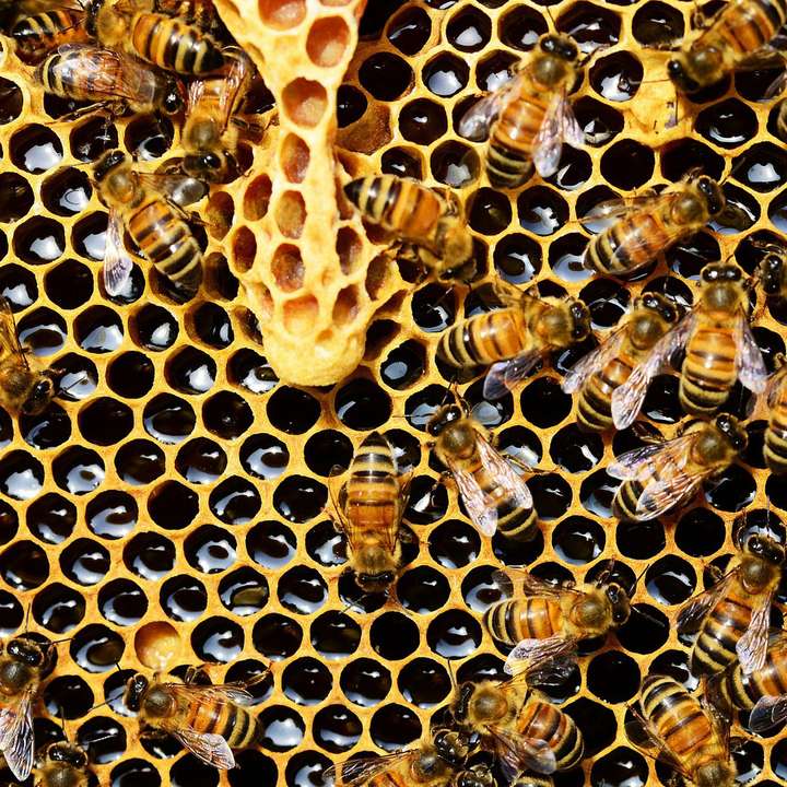 Pourquoi les alvéoles des abeilles sont hexagonales ?