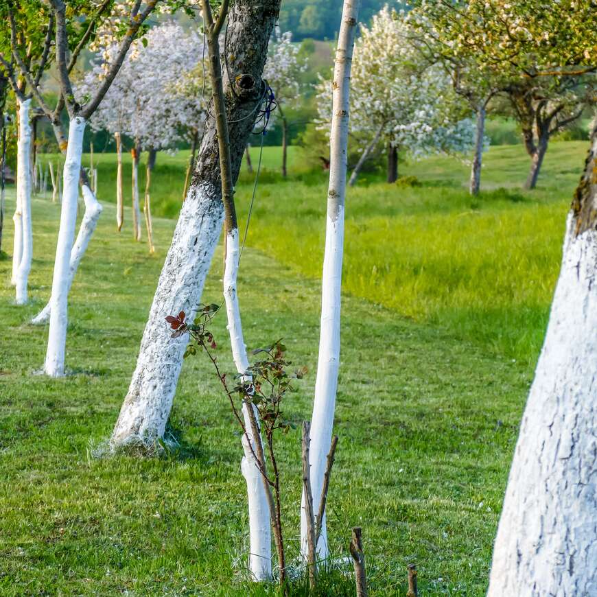 Définition  Blanc horticole - Blanc arboricole