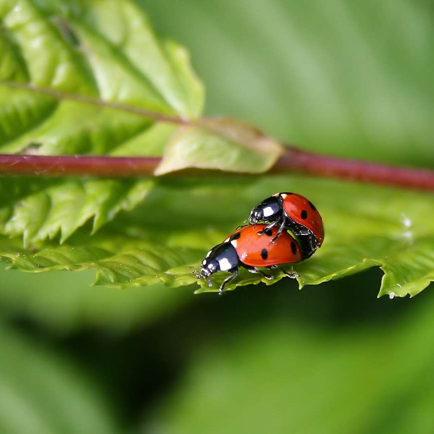 L accouplement pique de deux coccinelles au c ur de l t