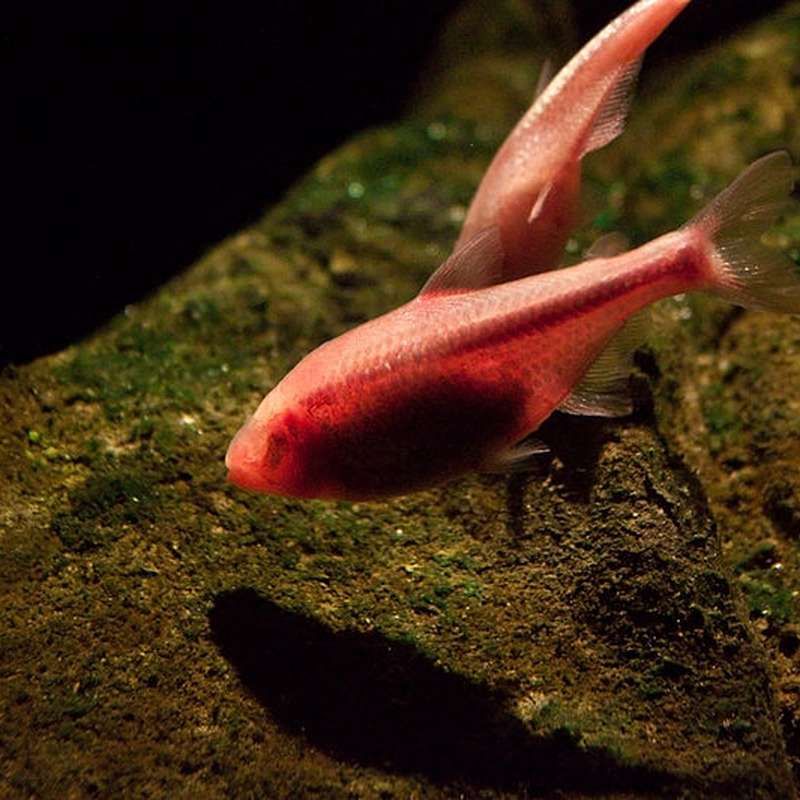 panneau métabolique de base en arête de poisson