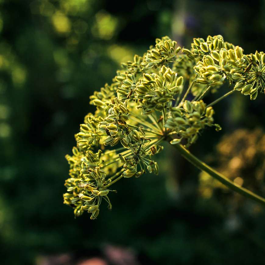 Anis vert : culture, bienfaits et recettes - Terre Vivante - Vertus des  plantes