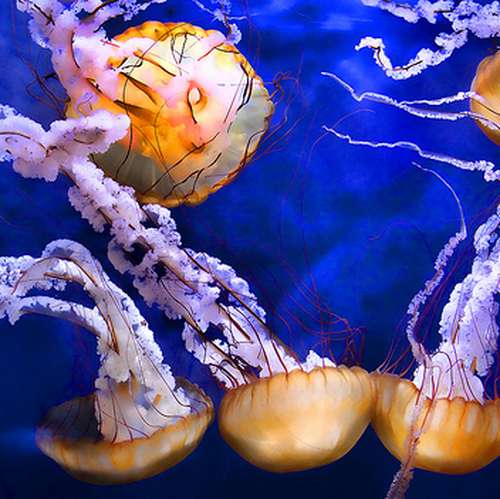 Des scientifiques filment une méduse géante dans les profondeurs