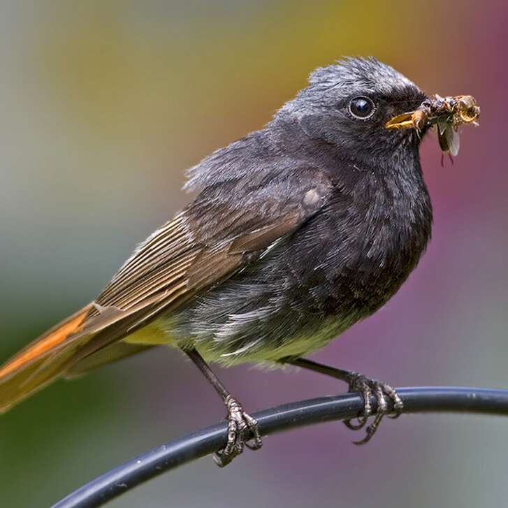 Rougequeue noir - Phoenicurus ochruros