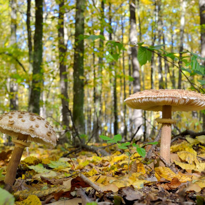 Des champignons peuvent-ils favoriser le développement des arbres ?