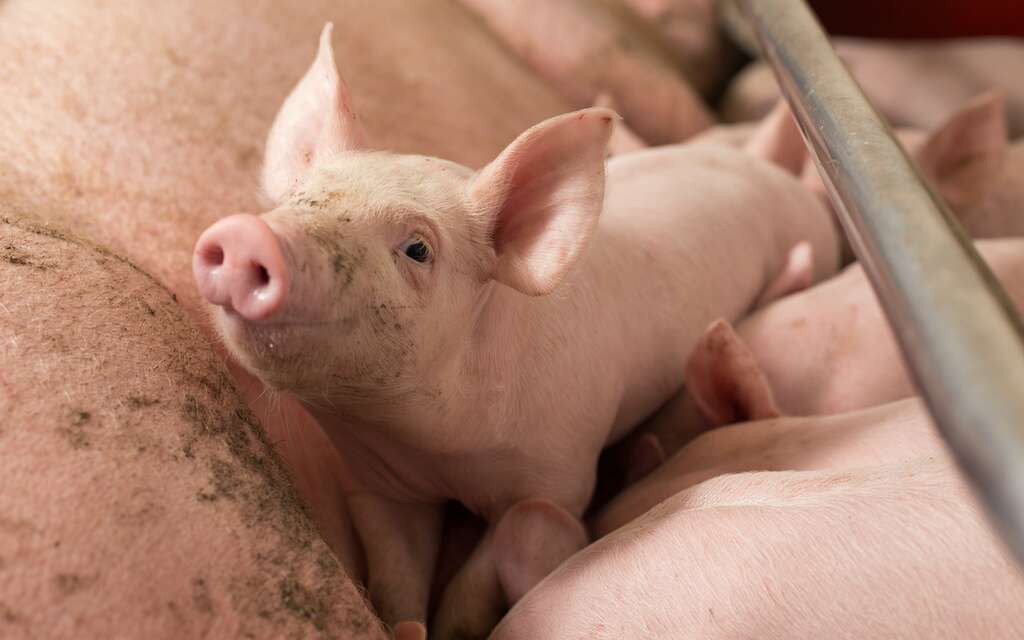 Des scientifiques ont croisé l'homme et le porc dans un même embryon