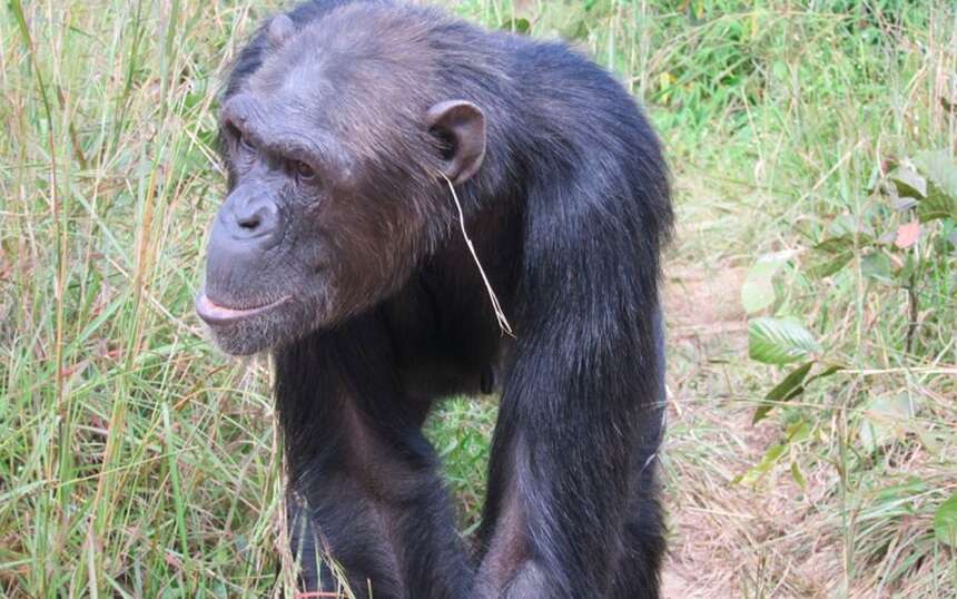 Cagoule Chimpanzé avec oreilles