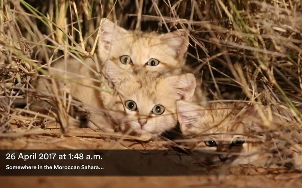 Video Video Rare D Adorables Chatons Des Sables