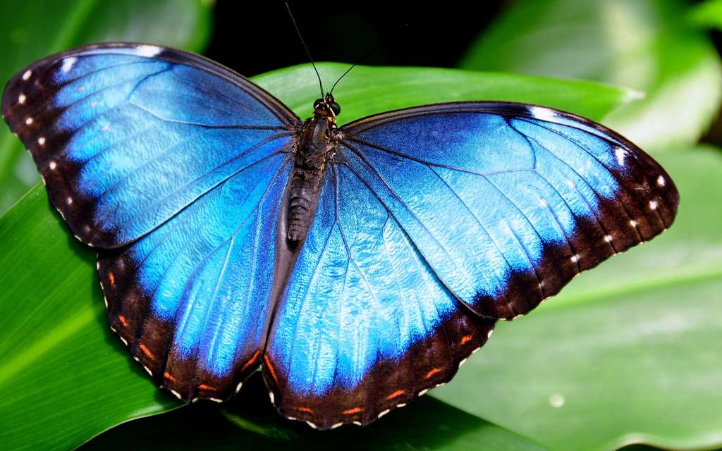 Video Kezako Le Papillon Morpho Et Son Incroyable Couleur Bleue