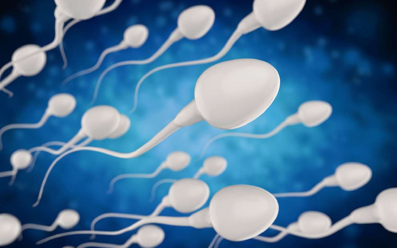 Porte-clés - spermatozoïdes