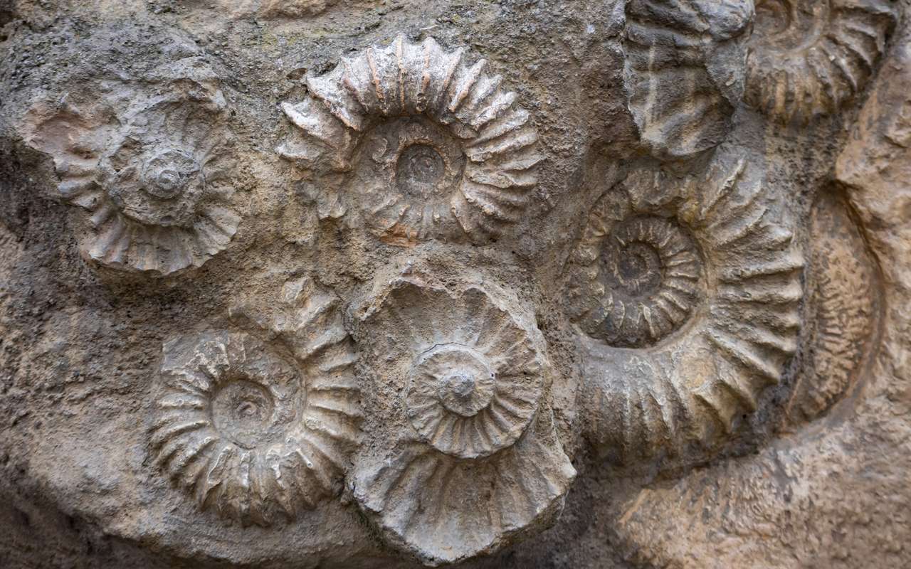 Fossile De Coquillage Dans La Roche Comment Connaître La Couleur Des — free download