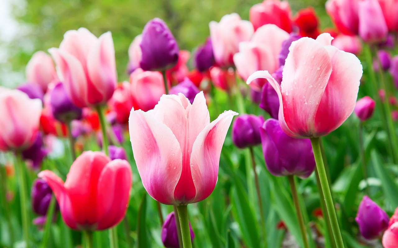 Comment et quand planter des bulbes de tulipe en Irlande