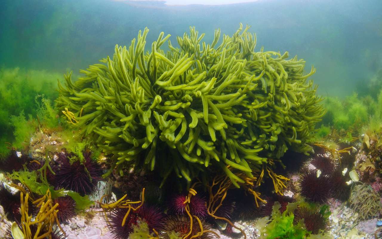 Les proliférations d'algues vertes - euradio — Animons l'Europe !