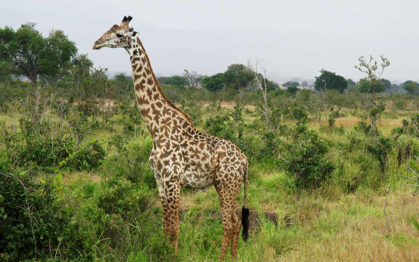 La découverte de girafes naines étonne les scientifiques