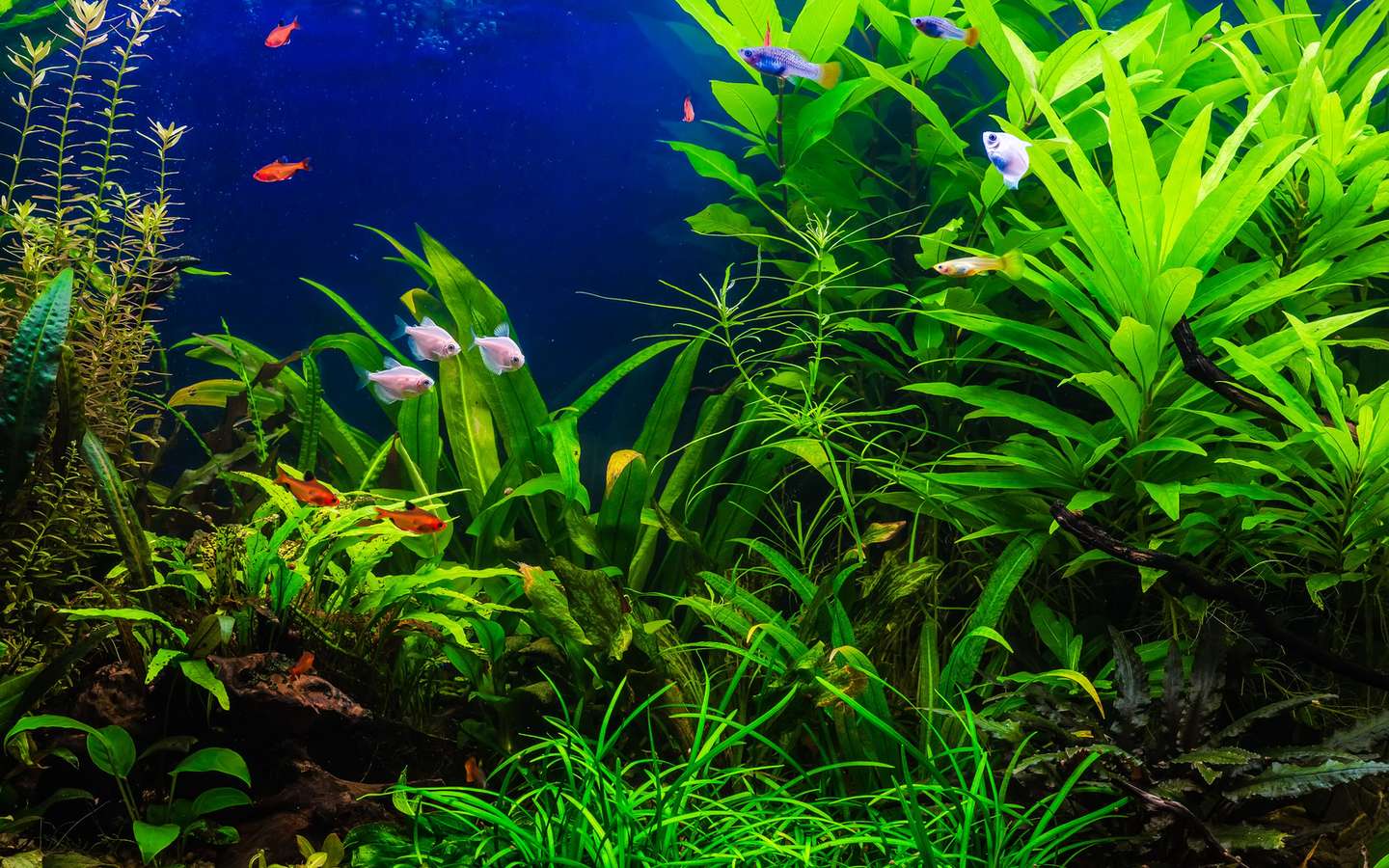 Plantes aquarium eau douce, le meilleur guide - Aquarium Facile