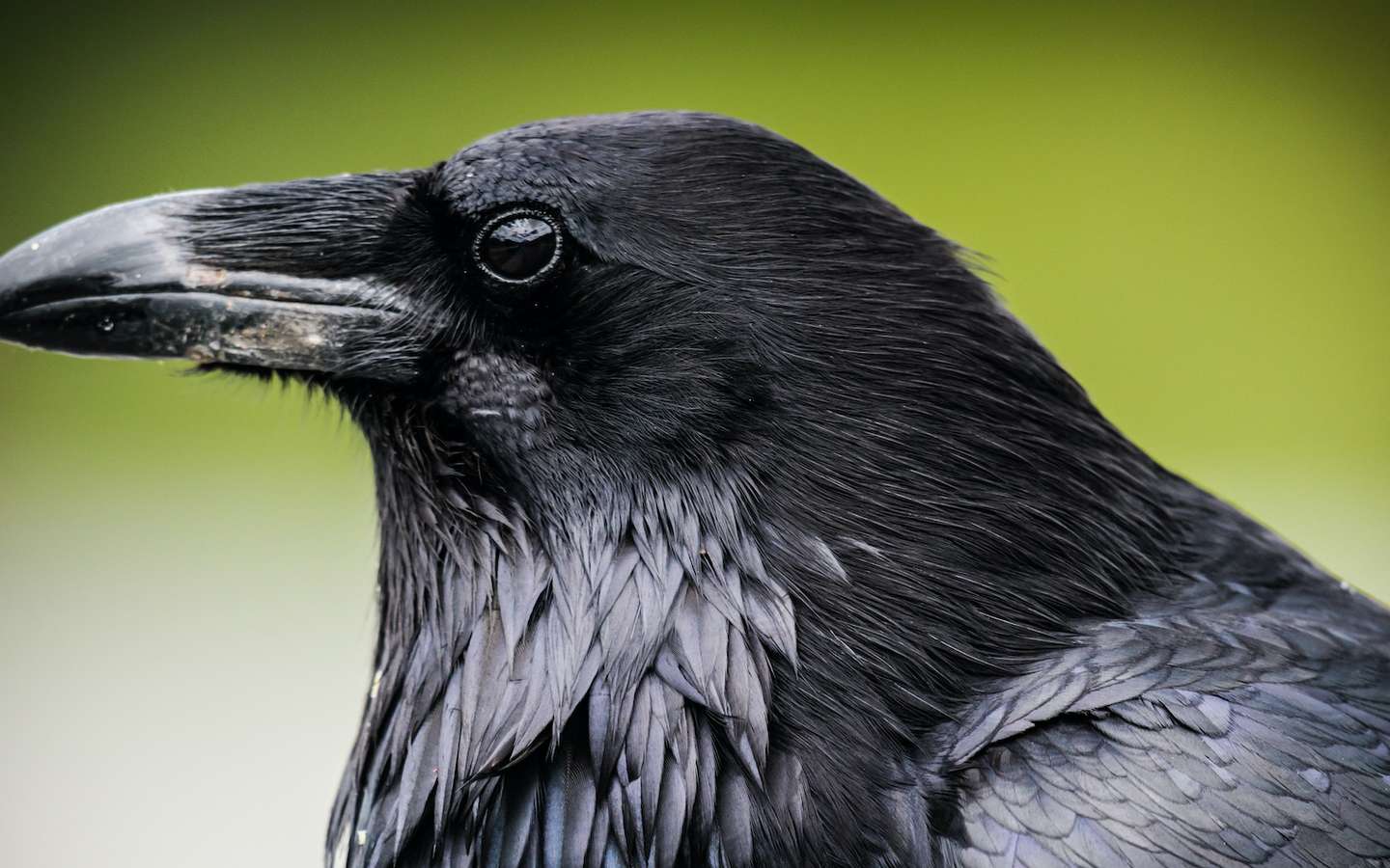 Quelle est la différence entre un corbeau et une corneille ?