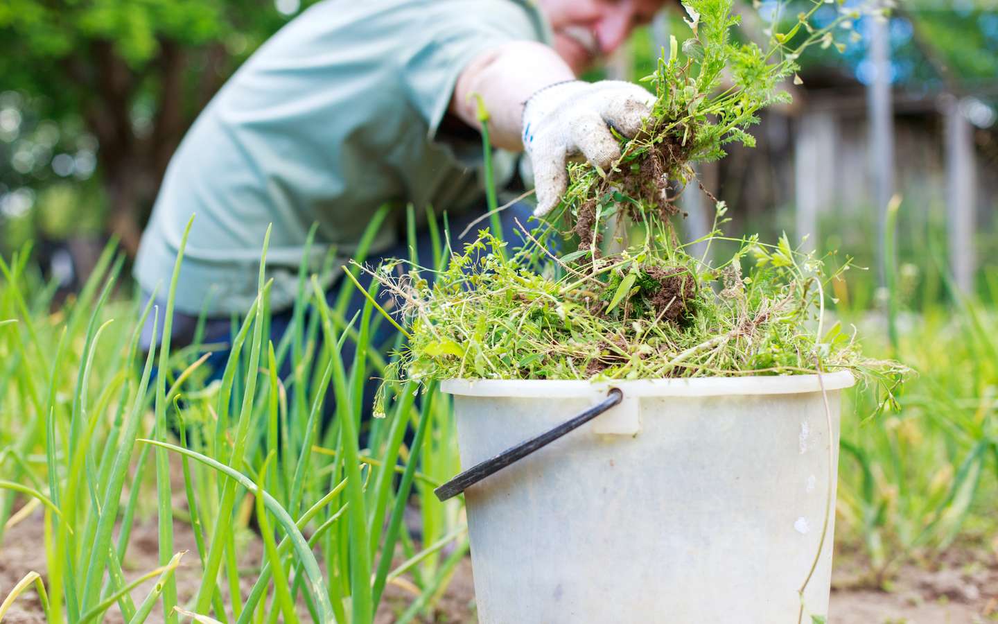 Comment vous débarrasser des mauvaises herbes dans votre gazon