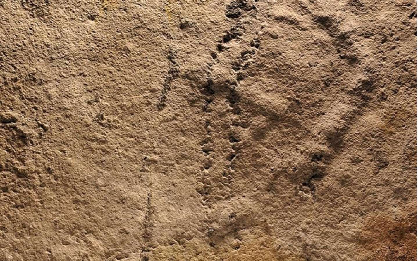 Traces de fossiles exploration des empreintes anciennes de