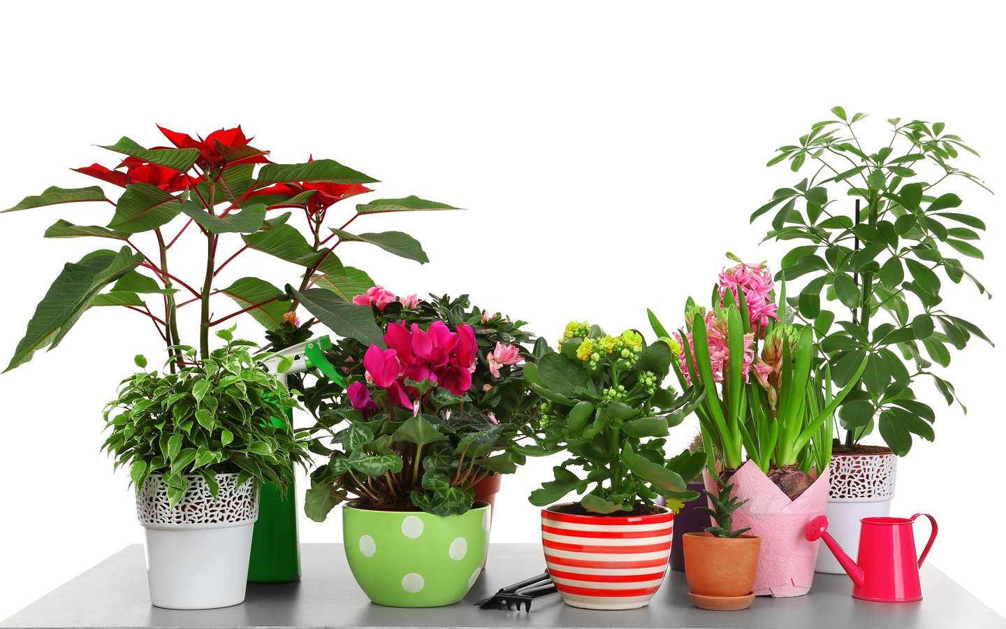 Arrosage des plantes d'intérieur : Entretien et arrosage des plantes d' intérieur et maison - botanic®